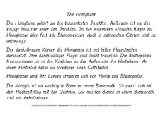 Die-Honigbiene-Abschreibtext-GS-Hand.pdf